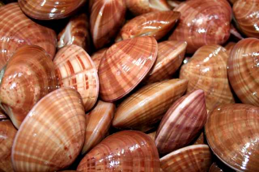 A large reddish-brown bivalve mollusc (can be > 10 cm) with a smooth oval shell.