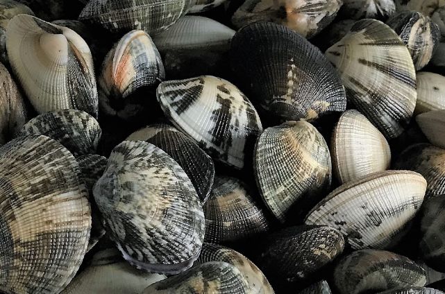 Clam is our core business. It lives in the lagoons of High Adriatic, where it has been farmed on a large scale for almost a quarter of a century.