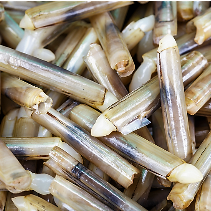 Razor clam, speciality from Italian Adriatic Sea.