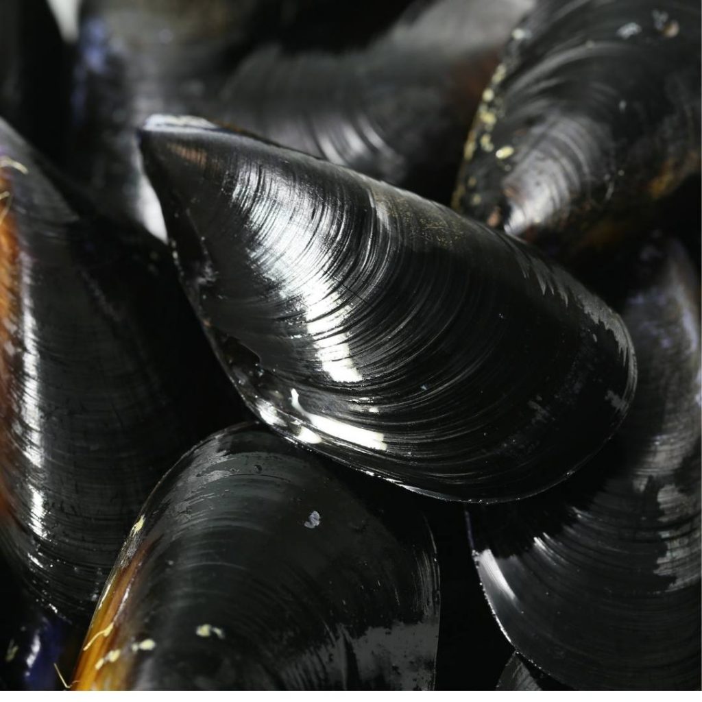From Italy, Spain or Greece, mussels arrive fresh and alive.