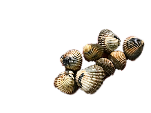 copia di Linguine al tonno e vongole lupini