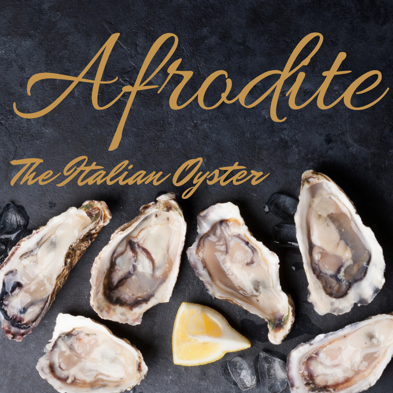 Afrodite Italian Oyster